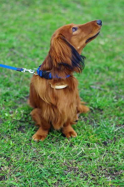 Ingwer Roter Deutscher Dachs Hund blickt in Richtung — Stockfoto