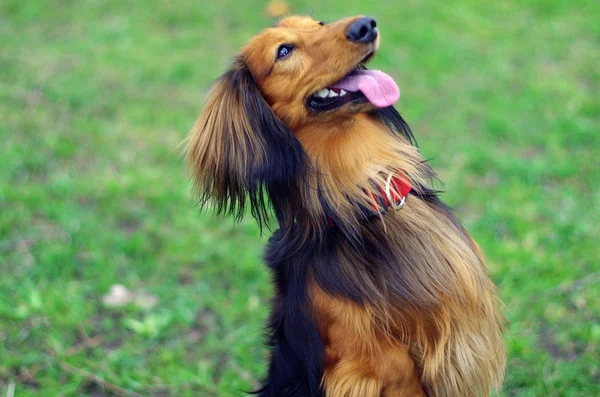 Rojo jengibre y negro perro tejón alemán —  Fotos de Stock