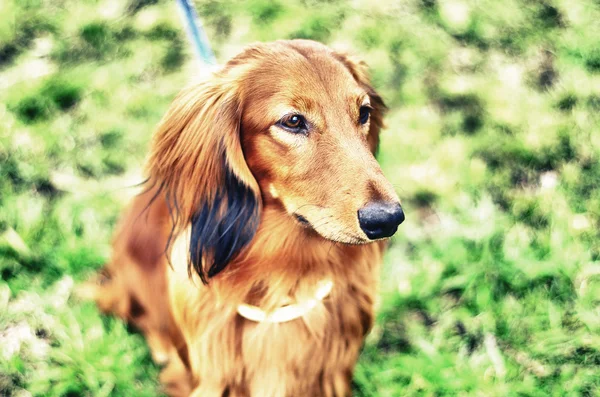 Ingefära röd tysk grävling hund — Stockfoto