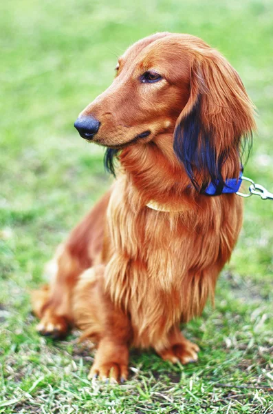 生姜赤ドイツ アナグマ犬 — ストック写真