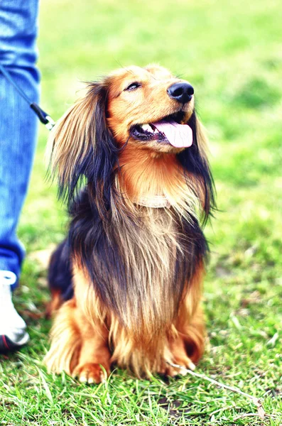 Rojo jengibre y negro perro tejón alemán — Foto de Stock