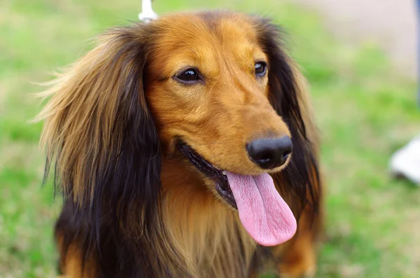 Rojo jengibre y negro perro tejón alemán — Foto de Stock