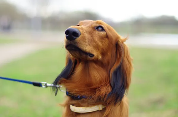 Gengibre vermelho alemão texugo cão — Fotografia de Stock