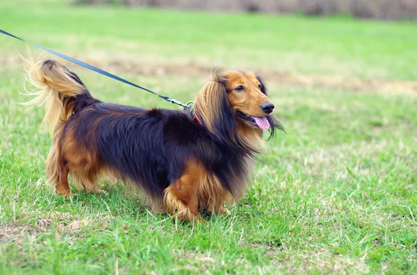 Gingembre rouge et noir chien blaireau allemand — Photo