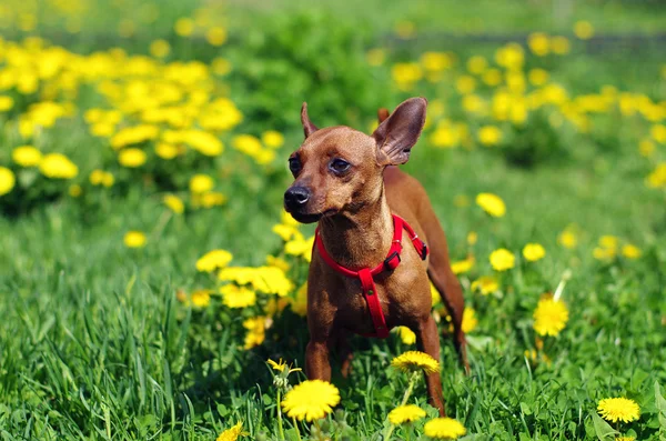 Brauner langer Spielzeug-Terrier in Blumen — Stockfoto