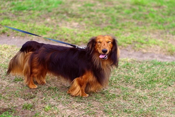 Divertido perro tejón alemán fuera —  Fotos de Stock