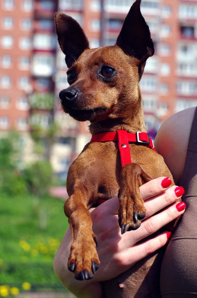 Jouet terrier brun dans les bras — Photo