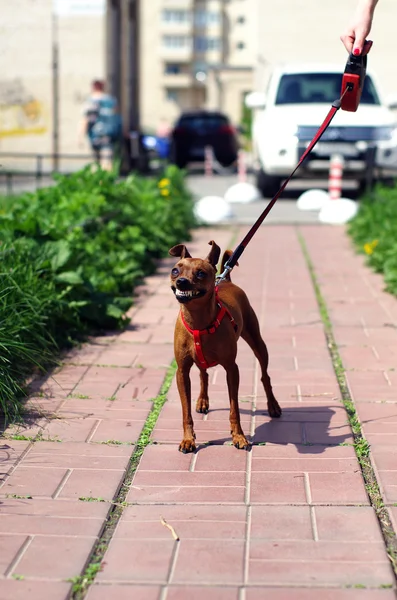 Fantastiskt rolig leksak terrier efter en nysning — Stockfoto