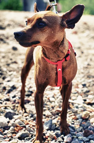 Marrón juguete terrier en la playa —  Fotos de Stock