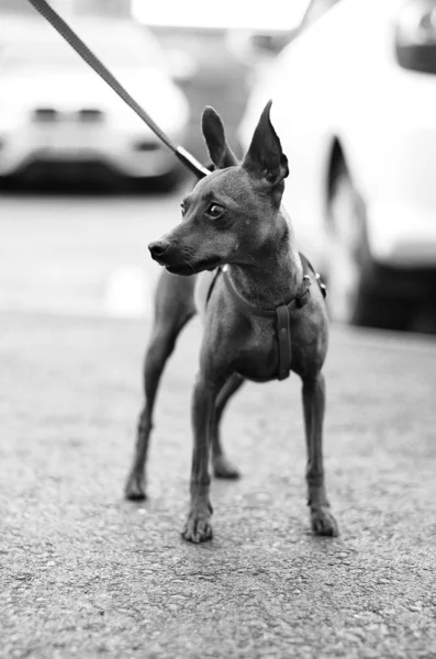 Brown Toy Terrier nel parcheggio — Foto Stock