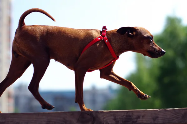 Barna toy terrier teszi gyakorlása — Stock Fotó