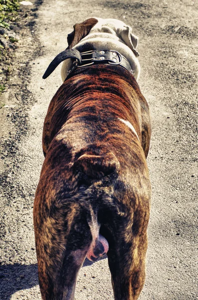 Visão traseira do bulldog americano — Fotografia de Stock