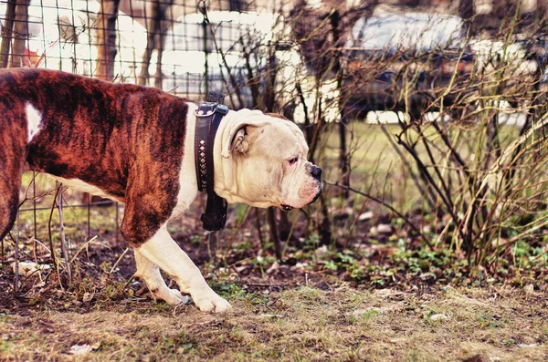 Amerikansk bulldog luktar buskar — Stockfoto