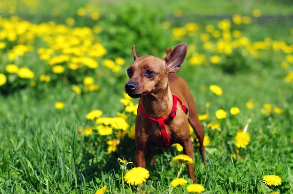 Brown long Toy Terrier in flowers Stock Picture