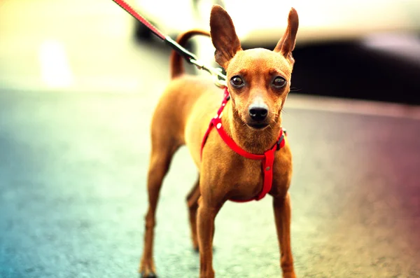 Terrier jouet brun sur la promenade Image En Vente