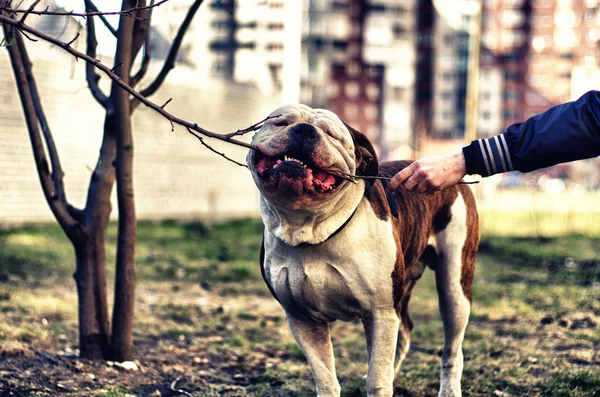 Amerikanische Bulldogge an der Leine Stockbild