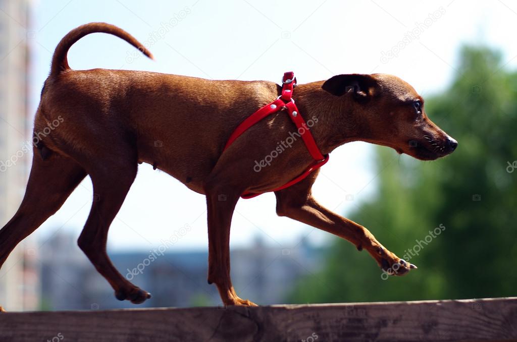 Brown toy terrier makes exercise