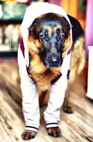 Cão no casaco — Fotografia de Stock