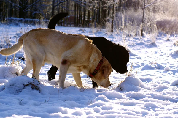 Dois labradores a cheirar a neve — Fotografia de Stock