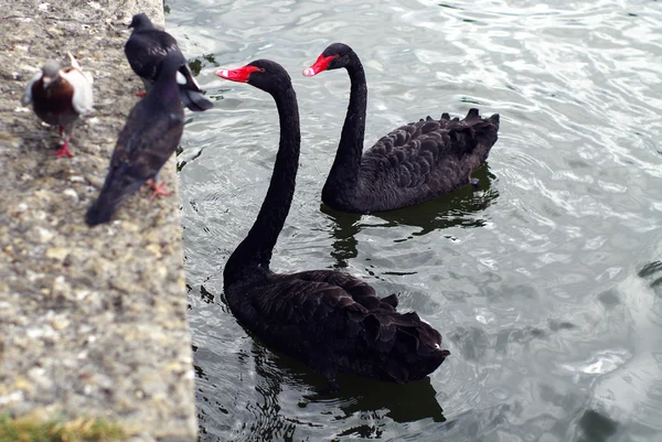 Two black swans and three pigeons — Stock Photo, Image