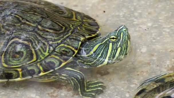 Schildkröte im Pool — Stockvideo