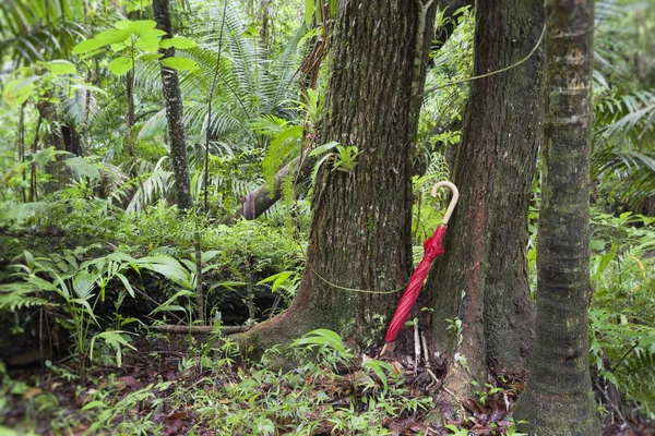 Guarda-chuva vermelho encostado à árvore na floresta tropical — Fotografia de Stock