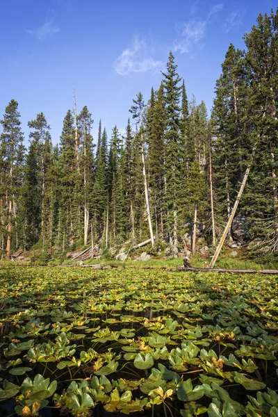 Waterlelies op isa lake — Stockfoto