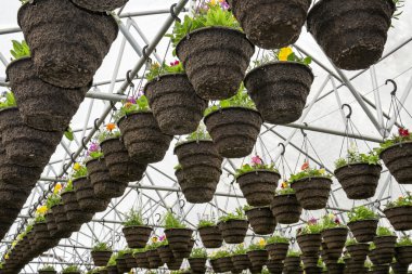 Pots of Annuals Hanging in Greenhouse clipart