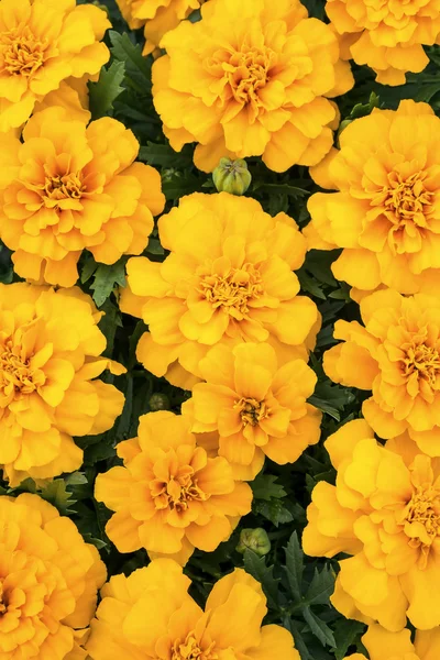 Flores de caléndula — Foto de Stock