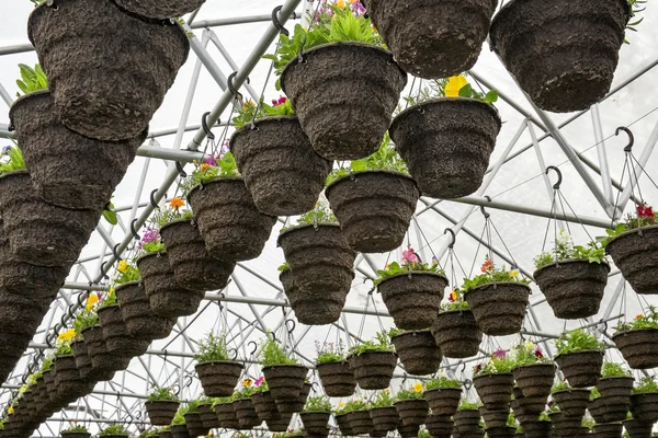 Pots of Annuals Hanging in Greenhouse — Stock Photo, Image