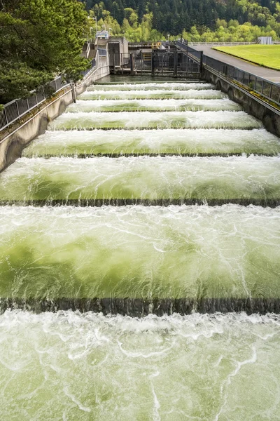 Fish Ladder — Stock Photo, Image