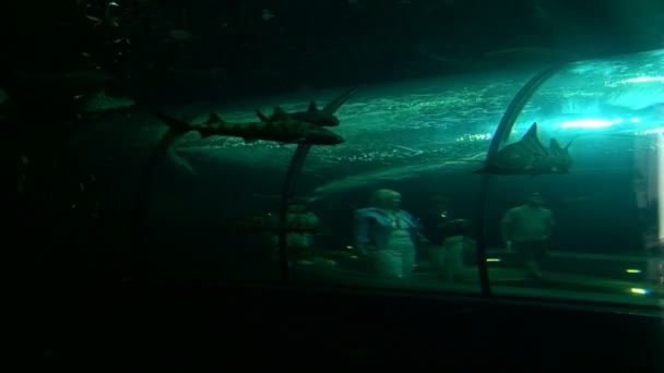水族館のトンネル — ストック動画