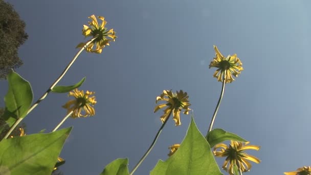 黄色のコーンフラワー、ヨセミテ国立公園 — ストック動画