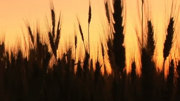 Blé en silhouette au coucher du soleil — Video