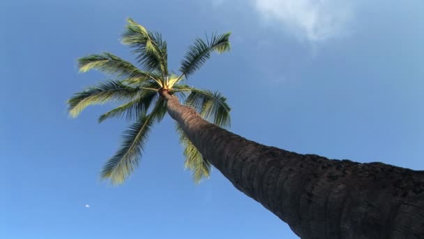 Palmiye ağaçları — Stok video