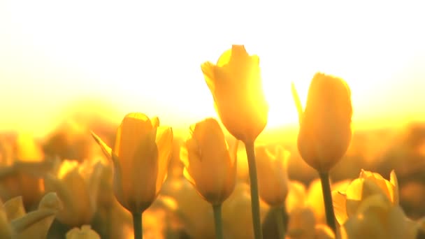 Puesta de sol en un campo de tulipanes — Vídeos de Stock