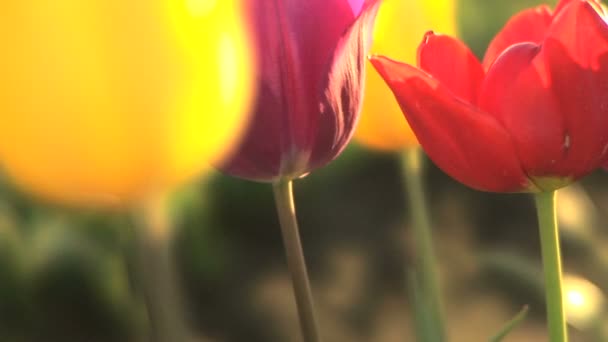 Profile of tulips — Stock Video