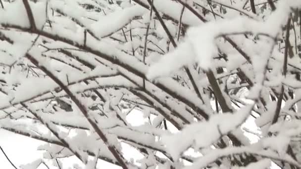 Nieve en el árbol — Vídeos de Stock