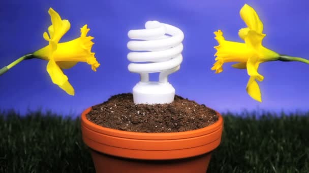 Energy saving light bulb planted — Stock Video