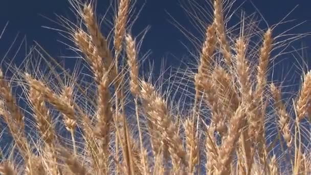 Campo de trigo contra un cielo azul — Vídeo de stock