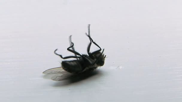 Умирающая муха — стоковое видео