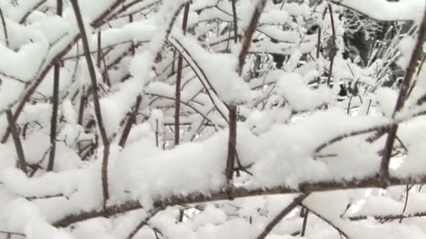 Nieve en el árbol — Vídeos de Stock