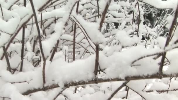 Neige dans l'arbre — Video