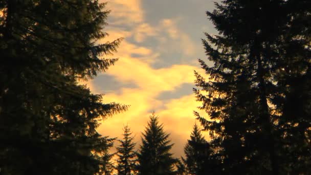 Wolken en bomen, time-lapse — Stockvideo