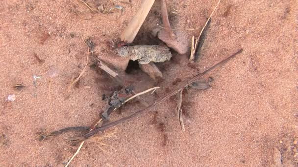 Canyonlands Milli Parkı, karınca delik — Stok video