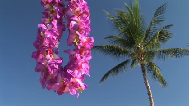 Lei by a palm tree — Stock Video