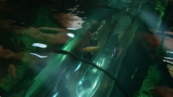 Aquarium Tunnel — Stockvideo