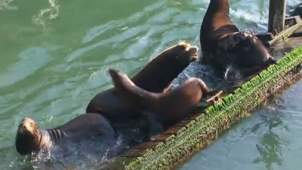 不平衡的海狮 — 图库视频影像