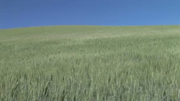 Champ de blé vert — Video