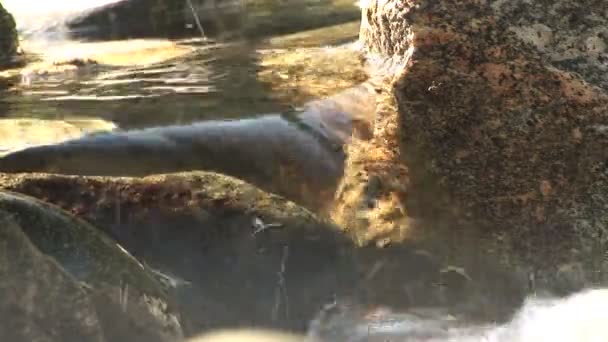 Waterdruppels springen en uitspatten — Stockvideo